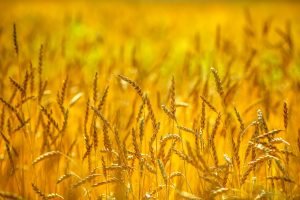 November 4th: Monthly All-Network Call with Lectio Divina