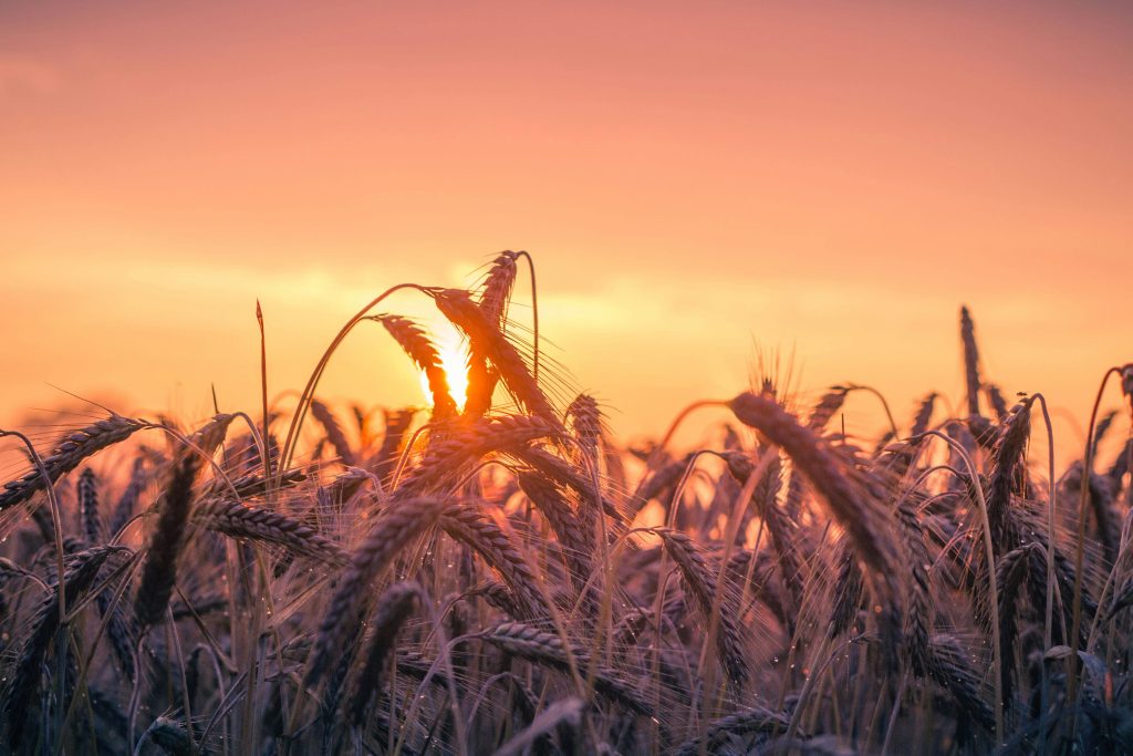 abundant field of wheat