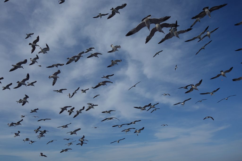 A flock of birds all flying in the same direction